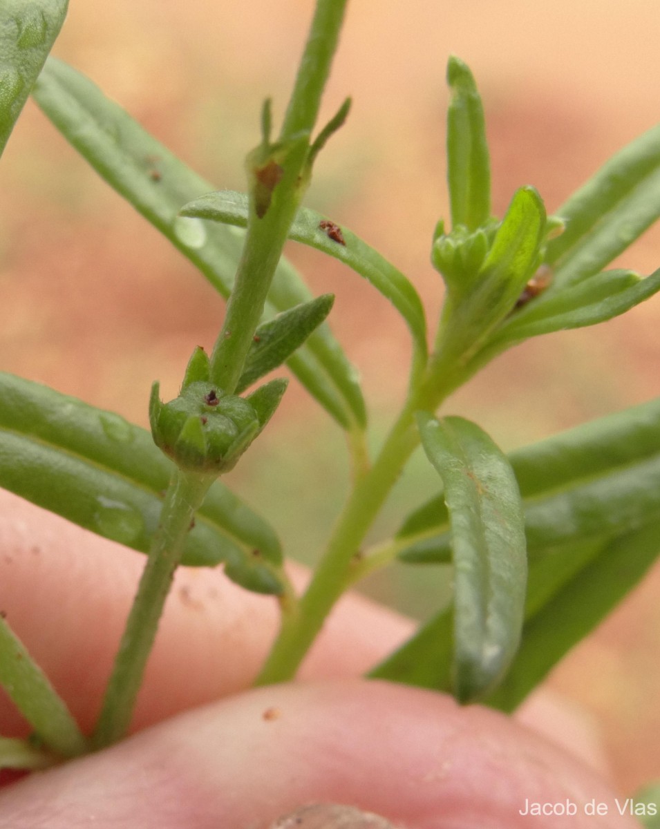 Heliotropium zeylanicum (Burm.f.) Lam.